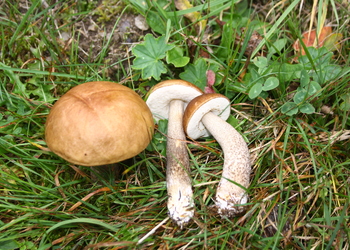 Birkenpilz (Leccinum scabrum ) - © Bernard Wieser